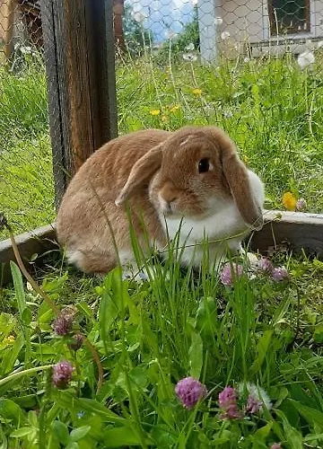 - Schmirnerhof * Brandberg