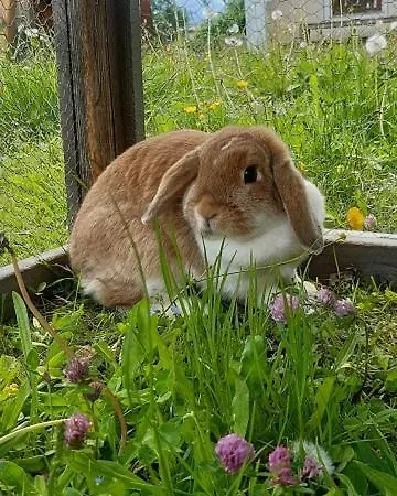 - Schmirnerhof * Brandberg